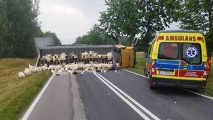 przewrócony pojazd cięzarowy na jezdni z żywym inwenatarzem