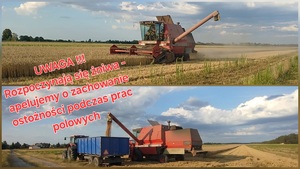 kombajn sypiący skoszone zboże do przyczepy