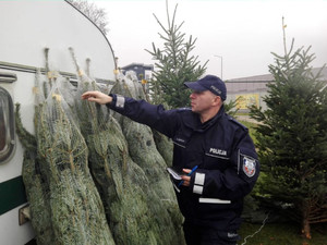 policjant sprawdzający legalność sprzedawanych choinek